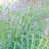 dolphin-cosmetics-rosemary-essential-oil--50ml